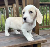 miss betty , a female Basset Hound and Dachshund for sale in Greensboro, NC – 4 of 10