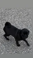 Nala, a female Pug for sale in Winston-Salem, NC – 2 of 9
