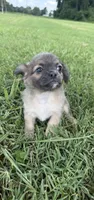 mia (chug puppy), a female Chihuahua and Pug for sale in Winston-Salem, NC – 4 of 9