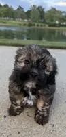 mya, a female Shih Tzu and Yorkshire Terrier for sale in Winston-Salem, NC – 7 of 9