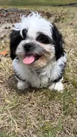 Teddy (registered pure bred shih tzu) , a male Shih Tzu for sale in Winston-Salem, NC – 8 of 8