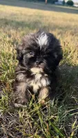 bella (shih-poo), a female Shih Tzu and Poodle - Toy  for sale in Winston-Salem, NC – 4 of 9