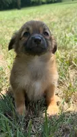 penny, a female Chihuahua and Miniature Dachshund for sale in Winston-Salem, NC – 6 of 7