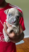 papi, a male American Pit Bull Terrier for sale in Winston-Salem, NC – 6 of 7