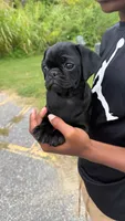 Nala, a female Pug for sale in Winston-Salem, NC – 7 of 9