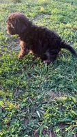 Charlie ( yorkiepoo ), a male Yorkshire Terrier and Poodle - Toy  for sale in Winston-Salem, NC – 7 of 10