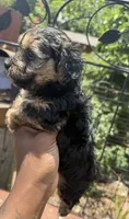lemon (shorkie), a female Shih Tzu and Yorkshire Terrier for sale in Winston-Salem, NC – 7 of 8