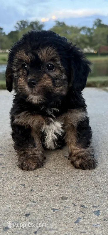mimi – Shih Tzu, Yorkshire Terrier puppy for sale in Winston-Salem, NC