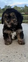 mimi, a female Shih Tzu and Yorkshire Terrier for sale in Winston-Salem, NC – 1 of 8
