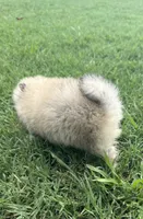 millie , a female Pomeranian for sale in Winston-Salem, NC – 6 of 7