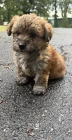 marley (shih tzu x yorkie ), a male Shorkie for sale in Winston-Salem, NC – 7 of 9