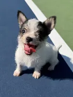 mya (chorkie) , a female Chihuahua and Yorkshire Terrier for sale in Winston-Salem, NC – 5 of 6