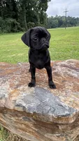 Nala, a female Pug for sale in Winston-Salem, NC – 5 of 9
