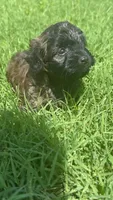 Marley (toy yorki-poo, a male Yorkshire Terrier and Poodle - Toy  for sale in Winston-Salem, NC – 5 of 5