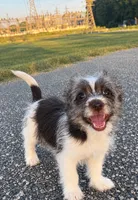 mimi, a female Jack Russell Terrier and Yorkshire Terrier for sale in Winston-Salem, NC – 5 of 7