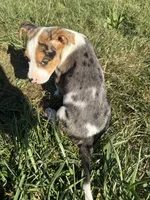 gigi, a female Bull Terrier and American Pit Bull Terrier for sale in Bronx, NY – 4 of 5