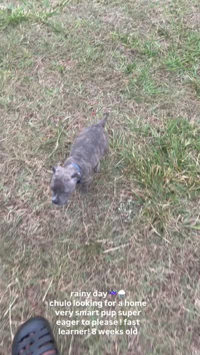 Chulo (blue brindle pitbull puppy), a male American Pit Bull Terrier for sale in Greensboro, NC – 2 of 6