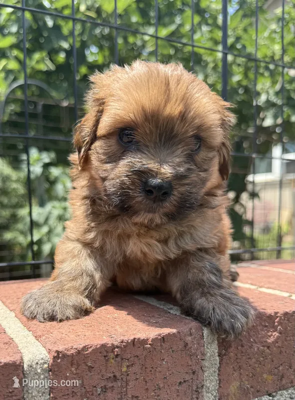 teddy bear (yorkie x shihtzu) – Shorkie puppy for sale in Winston-Salem, NC