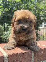 teddy bear (yorkie x shihtzu), a male Shorkie for sale in Winston-Salem, NC – 1 of 10