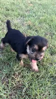julie (snorkie), a female Miniature Schnauzer and Yorkshire Terrier for sale in Winston-Salem, NC – 4 of 5