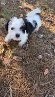 mimi, a female Chihuahua and Shih Tzu for sale in Winston-Salem, NC – 3 of 5