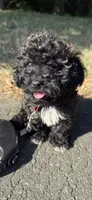 mia (toy cavapoo), a female Cavalier King Charles Spaniel and Poodle - Toy  for sale in Winston-Salem, NC – 4 of 9