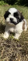 Leo , a male Shih Tzu for sale in Winston-Salem, NC – 4 of 10