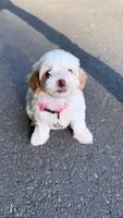 Lulu, a female Maltipoo for sale in Winston-Salem, NC – 9 of 10