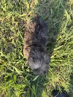 jojo, a male Shih Tzu and Poodle - Toy  for sale in Winston-Salem, NC – 5 of 6