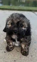 mya, a female Shih Tzu and Yorkshire Terrier for sale in Winston-Salem, NC – 2 of 9
