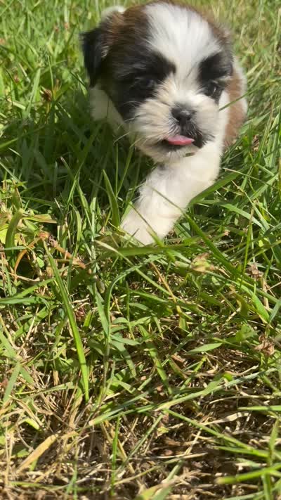Leo , a male Shih Tzu for sale in Winston-Salem, NC – 10 of 10