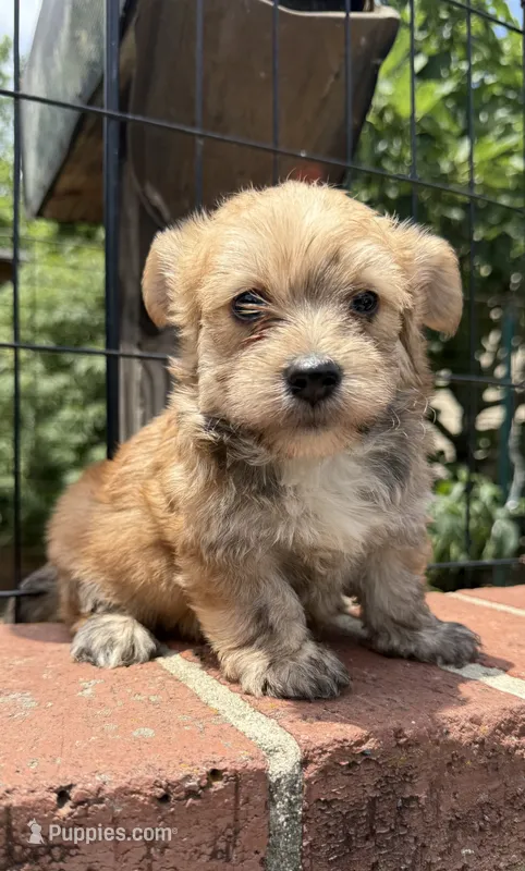 marlo (shorkie) – Shih Tzu, Yorkshire Terrier puppy for sale in Winston-Salem, NC