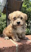 marlo (shorkie), a male Shih Tzu and Yorkshire Terrier for sale in Winston-Salem, NC – 1 of 7