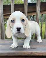 miss betty , a female Basset Hound and Dachshund for sale in Greensboro, NC – 6 of 10