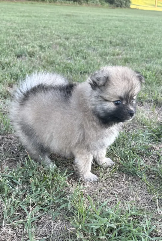 Nala – Pomeranian puppy for sale in Winston-Salem, NC
