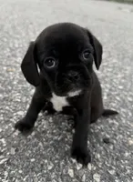 mia, a female Chihuahua and Pug for sale in Winston-Salem, NC – 3 of 5