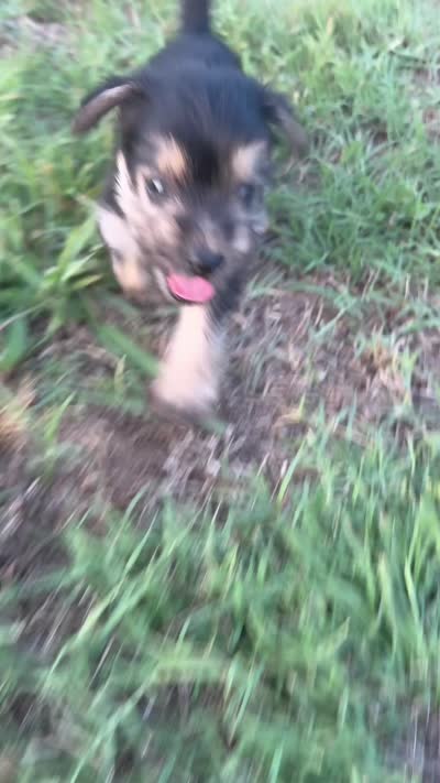 julie (snorkie), a female Miniature Schnauzer and Yorkshire Terrier for sale in Winston-Salem, NC – 5 of 5