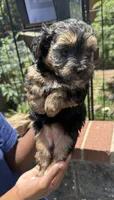 lemon (shorkie), a female Shih Tzu and Yorkshire Terrier for sale in Winston-Salem, NC – 3 of 8