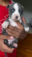 Lala, a female American Pit Bull Terrier for sale in Winston-Salem, NC – 4 of 5