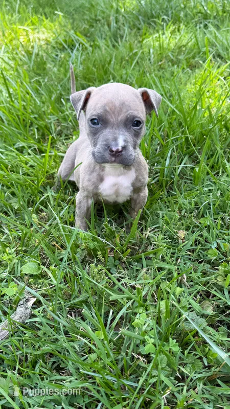 papi – American Pit Bull Terrier puppy for sale in Winston-Salem, NC