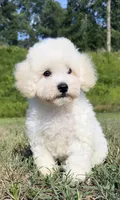 ollie (schnoodle) , a male Miniature Schnauzer and Poodle - Toy  for sale in Winston-Salem, NC – 1 of 9