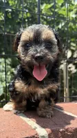lemon (shorkie), a female Shih Tzu and Yorkshire Terrier for sale in Winston-Salem, NC – 5 of 8