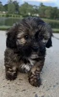 mya, a female Shih Tzu and Yorkshire Terrier for sale in Winston-Salem, NC – 9 of 9