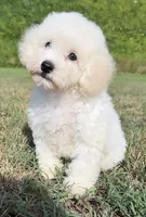 ollie (schnoodle) , a male Miniature Schnauzer and Poodle - Toy  for sale in Winston-Salem, NC – 3 of 9