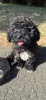mia (toy cavapoo), a female Cavalier King Charles Spaniel and Poodle - Toy  for sale in Winston-Salem, NC – 5 of 9