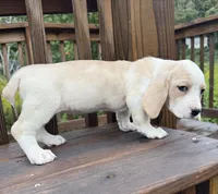 miss betty , a female Basset Hound and Dachshund for sale in Greensboro, NC – 7 of 10