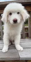 marky , a male Australian Shepherd and Great Pyrenees for sale in Bronx, NY – 4 of 9