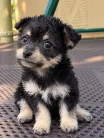 layla (chorkie), a female Chihuahua and Yorkshire Terrier for sale in Winston-Salem, NC – 4 of 5