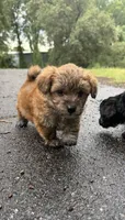 marley (shih tzu x yorkie ), a male Shorkie for sale in Winston-Salem, NC – 6 of 9