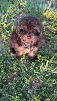 Charlie ( yorkiepoo ), a male Yorkshire Terrier and Poodle - Toy  for sale in Winston-Salem, NC – 8 of 10